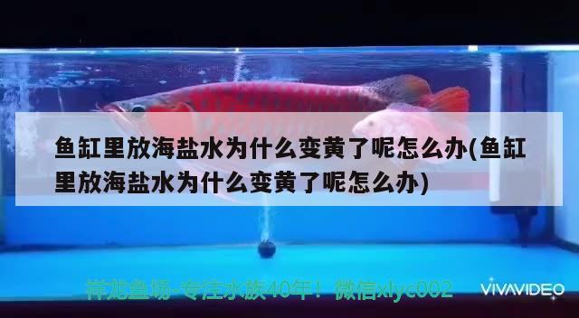 魚缸里放海鹽水為什么變黃了呢怎么辦(魚缸里放海鹽水為什么變黃了呢怎么辦) 白子銀版魚苗