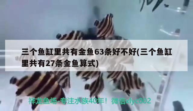 三個(gè)魚缸里共有金魚63條好不好(三個(gè)魚缸里共有27條金魚算式) 祥龍魚場(chǎng)品牌產(chǎn)品