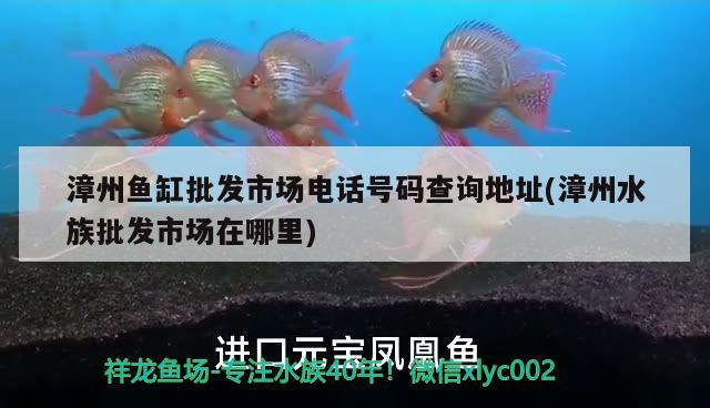 漳州魚缸批發(fā)市場電話號碼查詢地址(漳州水族批發(fā)市場在哪里) 觀賞魚水族批發(fā)市場