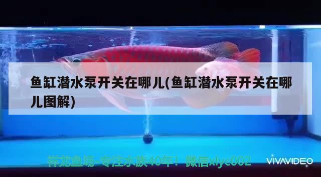 魚缸潛水泵開關在哪兒(魚缸潛水泵開關在哪兒圖解)