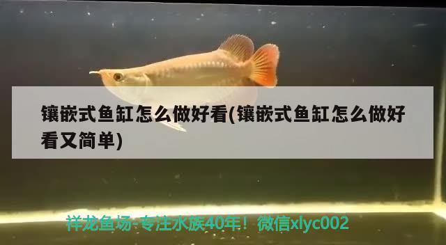 鑲嵌式魚缸怎么做好看(鑲嵌式魚缸怎么做好看又簡單) 斑馬狗頭魚