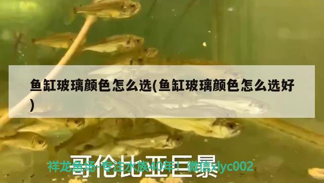 魚缸玻璃顏色怎么選(魚缸玻璃顏色怎么選好)