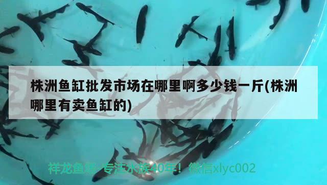 株洲魚缸批發(fā)市場在哪里啊多少錢一斤(株洲哪里有賣魚缸的)