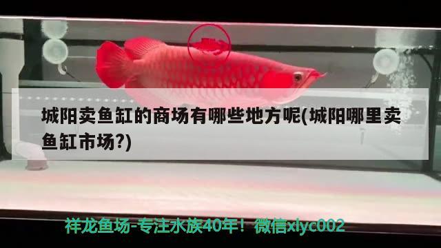 城陽賣魚缸的商場(chǎng)有哪些地方呢(城陽哪里賣魚缸市場(chǎng)?) 白玉紅龍魚