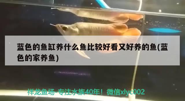 藍(lán)色的魚缸養(yǎng)什么魚比較好看又好養(yǎng)的魚(藍(lán)色的家養(yǎng)魚) 除藻劑