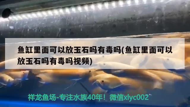 魚缸里面可以放玉石嗎有毒嗎(魚缸里面可以放玉石嗎有毒嗎視頻)