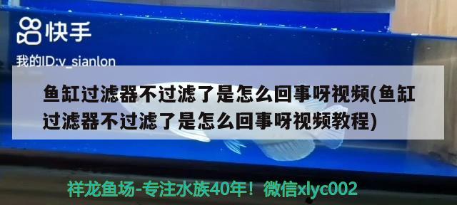 魚缸過濾器不過濾了是怎么回事呀視頻(魚缸過濾器不過濾了是怎么回事呀視頻教程) 廣州龍魚批發(fā)市場