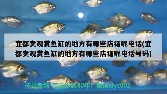 宜都賣觀賞魚缸的地方有哪些店鋪呢電話(宜都賣觀賞魚缸的地方有哪些店鋪呢電話號碼) 白化火箭