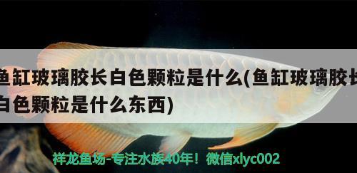 魚缸玻璃膠長白色顆粒是什么(魚缸玻璃膠長白色顆粒是什么東西) 祥龍水族護(hù)理水