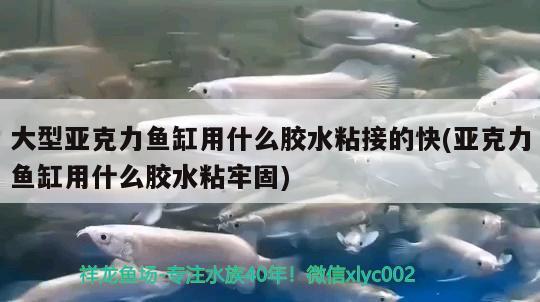 大型亞克力魚缸用什么膠水粘接的快(亞克力魚缸用什么膠水粘牢固) 恐龍王魚