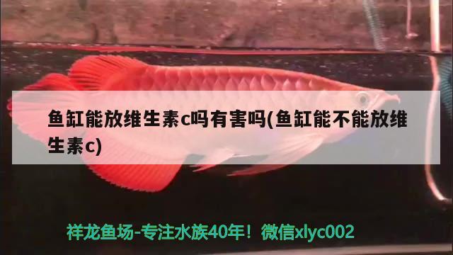 魚缸能放維生素c嗎有害嗎(魚缸能不能放維生素c)