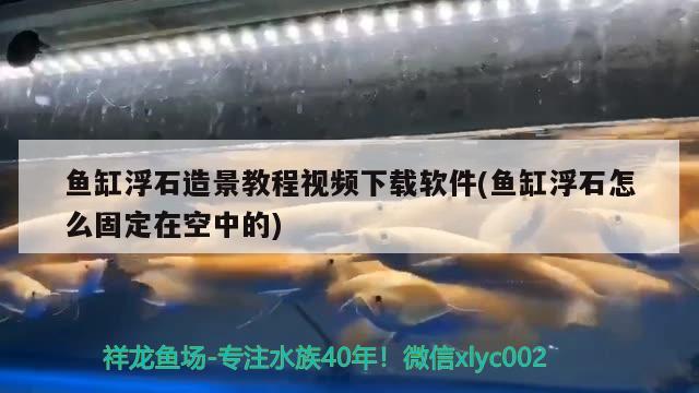 魚缸浮石造景教程視頻下載軟件(魚缸浮石怎么固定在空中的)