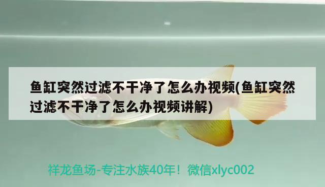 魚缸突然過濾不干凈了怎么辦視頻(魚缸突然過濾不干凈了怎么辦視頻講解) 委內(nèi)瑞拉奧里諾三間魚