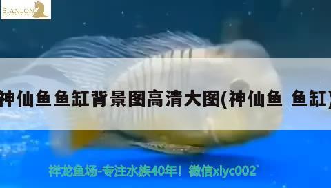 神仙魚魚缸背景圖高清大圖(神仙魚魚缸)