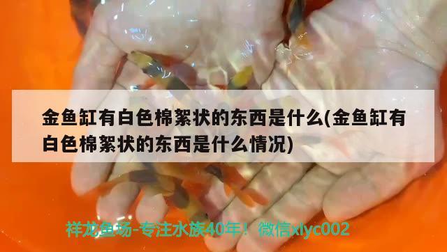 金魚缸有白色棉絮狀的東西是什么(金魚缸有白色棉絮狀的東西是什么情況) 虎紋銀版魚