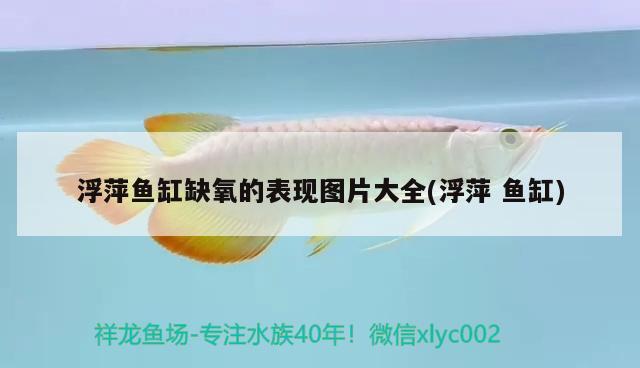 浮萍魚缸缺氧的表現(xiàn)圖片大全(浮萍魚缸) 養(yǎng)魚知識