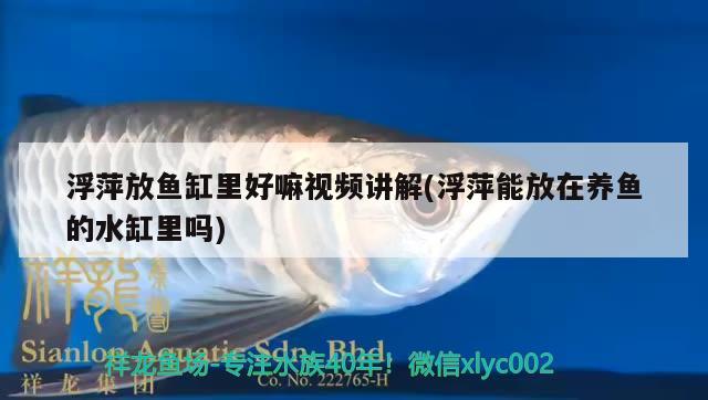 浮萍放魚(yú)缸里好嘛視頻講解(浮萍能放在養(yǎng)魚(yú)的水缸里嗎) B級(jí)過(guò)背金龍魚(yú)