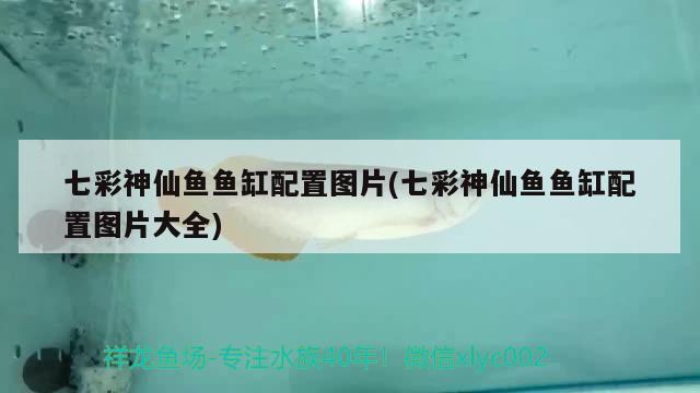 七彩神仙魚魚缸配置圖片(七彩神仙魚魚缸配置圖片大全)