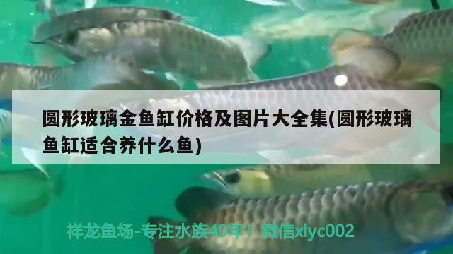 圓形玻璃金魚缸價(jià)格及圖片大全集(圓形玻璃魚缸適合養(yǎng)什么魚) 黃鰭鯧魚