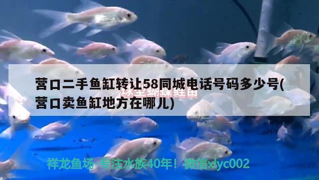 營口二手魚缸轉(zhuǎn)讓58同城電話號碼多少號(營口賣魚缸地方在哪兒)