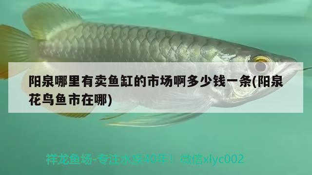 陽(yáng)泉哪里有賣魚缸的市場(chǎng)啊多少錢一條(陽(yáng)泉花鳥魚市在哪) 養(yǎng)魚知識(shí)