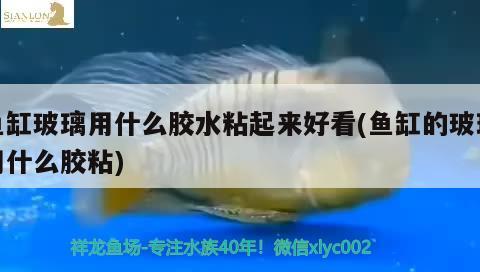 魚(yú)缸玻璃用什么膠水粘起來(lái)好看(魚(yú)缸的玻璃用什么膠粘) 祥龍超血紅龍魚(yú)