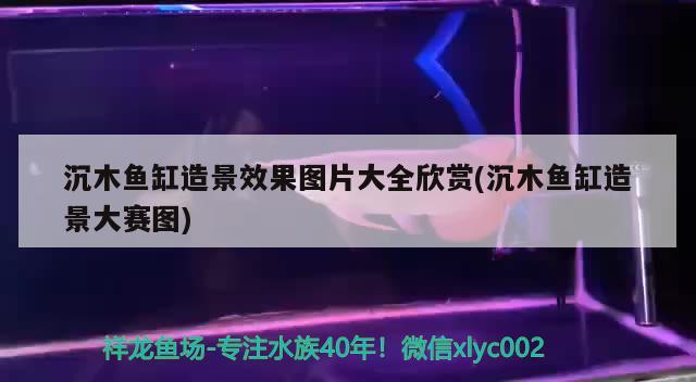 沉木魚(yú)缸造景效果圖片大全欣賞(沉木魚(yú)缸造景大賽圖) 水族品牌