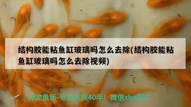 結(jié)構(gòu)膠能粘魚缸玻璃嗎怎么去除(結(jié)構(gòu)膠能粘魚缸玻璃嗎怎么去除視頻)