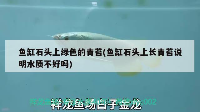 魚缸石頭上綠色的青苔(魚缸石頭上長青苔說明水質(zhì)不好嗎) PH調(diào)節(jié)劑