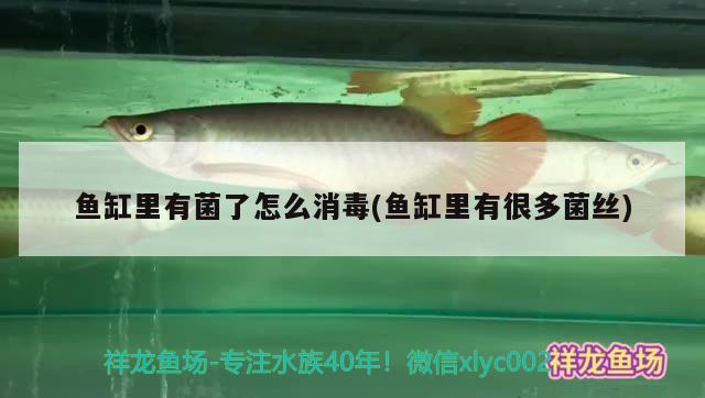 魚缸里有菌了怎么消毒(魚缸里有很多菌絲) 魚缸風(fēng)水