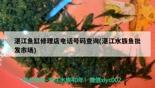 湛江魚缸修理店電話號(hào)碼查詢(湛江水族魚批發(fā)市場) 福滿鉆魚