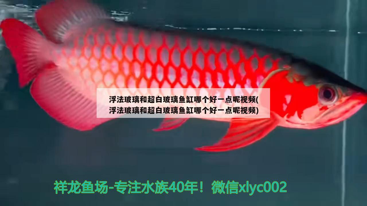 浮法玻璃和超白玻璃魚缸哪個好一點呢視頻(浮法玻璃和超白玻璃魚缸哪個好一點呢視頻) 養(yǎng)魚知識