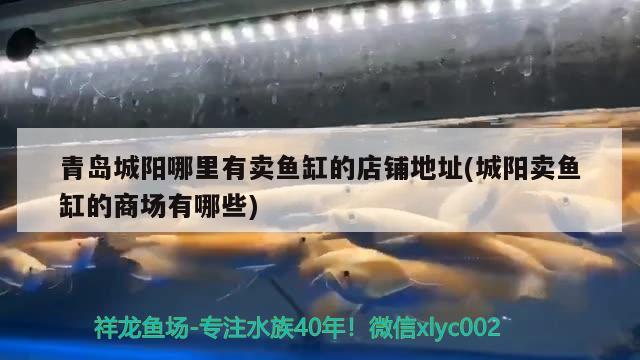 青島城陽哪里有賣魚缸的店鋪地址(城陽賣魚缸的商場(chǎng)有哪些)