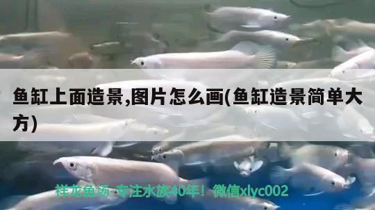 魚缸上面造景,圖片怎么畫(魚缸造景簡單大方)