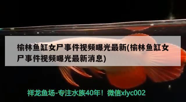 榆林魚缸女尸事件視頻曝光最新(榆林魚缸女尸事件視頻曝光最新消息) 黃金貓魚