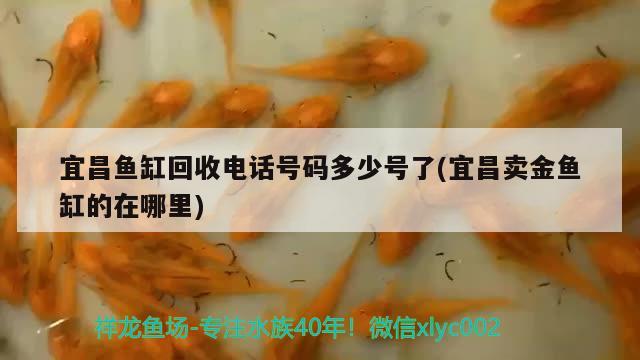 宜昌魚缸回收電話號碼多少號了(宜昌賣金魚缸的在哪里) 斯維尼關(guān)刀魚