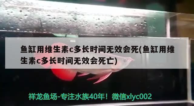 魚缸用維生素c多長時間無效會死(魚缸用維生素c多長時間無效會死亡) 巴卡雷龍魚