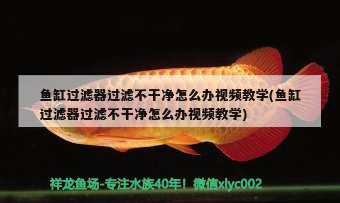 魚(yú)缸過(guò)濾器過(guò)濾不干凈怎么辦視頻教學(xué)(魚(yú)缸過(guò)濾器過(guò)濾不干凈怎么辦視頻教學(xué)) 奈及利亞紅圓點(diǎn)狗頭