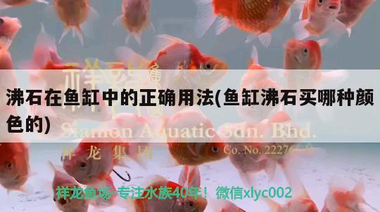 沸石在魚缸中的正確用法(魚缸沸石買哪種顏色的) 大嘴鯨魚