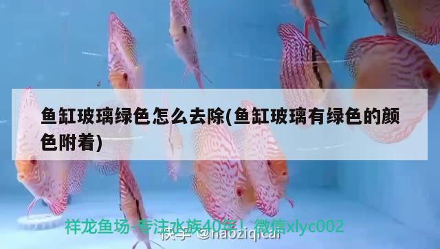 魚缸玻璃綠色怎么去除(魚缸玻璃有綠色的顏色附著)