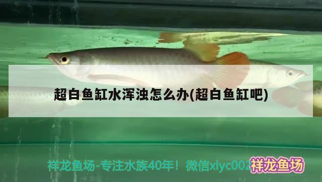 超白魚缸水渾濁怎么辦(超白魚缸吧) 白子銀版魚