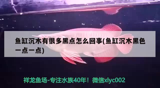 魚缸沉木有很多黑點(diǎn)怎么回事(魚缸沉木黑色一點(diǎn)一點(diǎn)) 紅魔王銀版魚