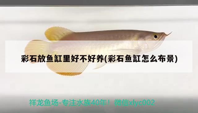 彩石放魚缸里好不好養(yǎng)(彩石魚缸怎么布景)