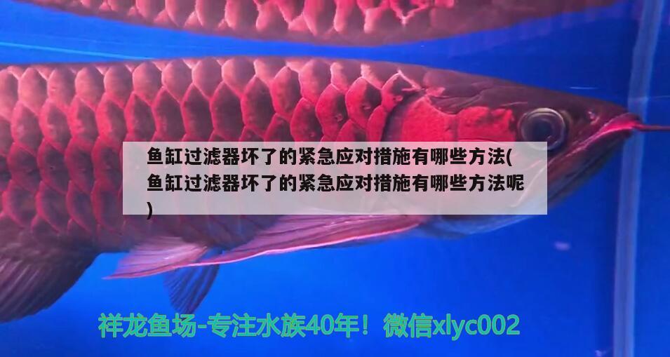 魚(yú)缸過(guò)濾器壞了的緊急應(yīng)對(duì)措施有哪些方法(魚(yú)缸過(guò)濾器壞了的緊急應(yīng)對(duì)措施有哪些方法呢) 錦鯉魚(yú)百科