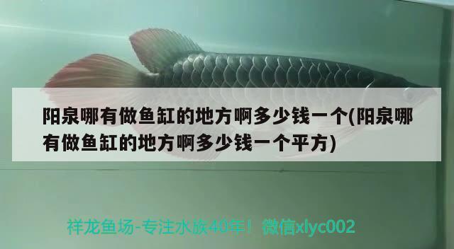 陽(yáng)泉哪有做魚(yú)缸的地方啊多少錢(qián)一個(gè)(陽(yáng)泉哪有做魚(yú)缸的地方啊多少錢(qián)一個(gè)平方) 大日玉鯖魚(yú)