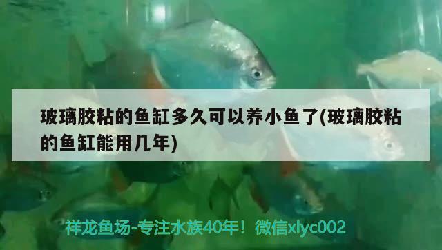 玻璃膠粘的魚缸多久可以養(yǎng)小魚了(玻璃膠粘的魚缸能用幾年) 女王大帆魚