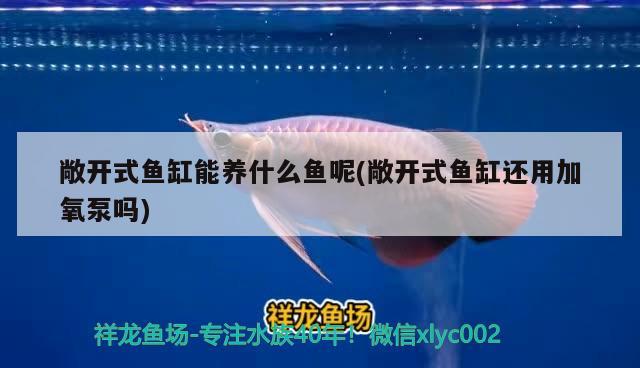 敞開式魚缸能養(yǎng)什么魚呢(敞開式魚缸還用加氧泵嗎)