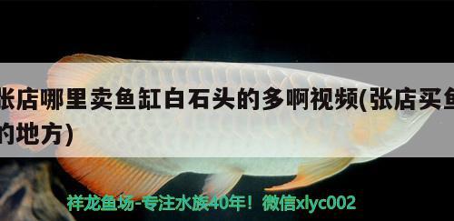 張店哪里賣魚缸白石頭的多啊視頻(張店買魚的地方) BD魟魚