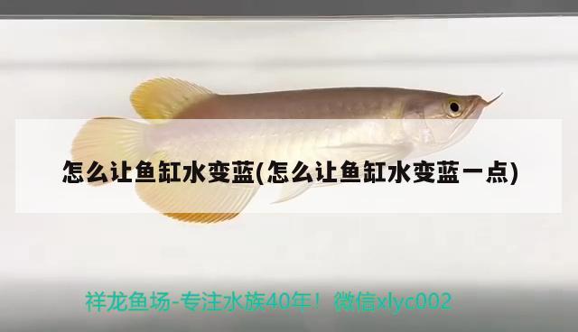 怎么讓魚缸水變藍(lán)(怎么讓魚缸水變藍(lán)一點(diǎn)) 女王大帆魚