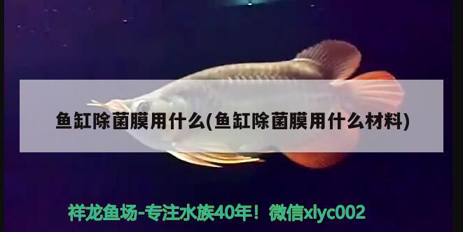 魚(yú)缸除菌膜用什么(魚(yú)缸除菌膜用什么材料) 埃及神仙魚(yú)